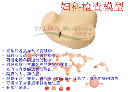 婦科檢查模型