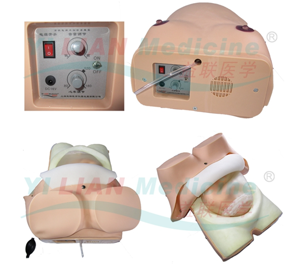 高級電腦孕婦檢查模型