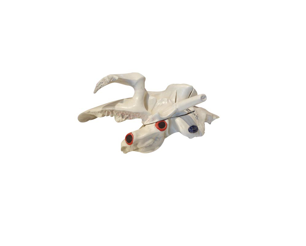 �D�ǽ��ʷŴ�ģ��