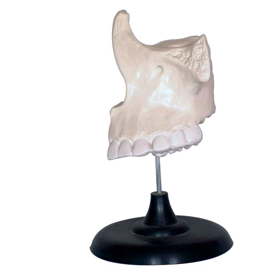 ���M�ǷŴ�ģ��