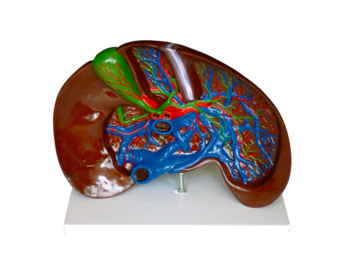 �ν��ʣ��Ŵ�