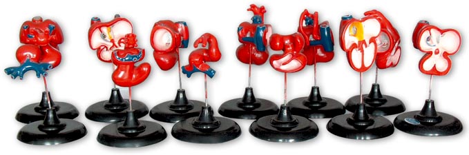 ���K�l(f��)����ÿ��12ֻ��