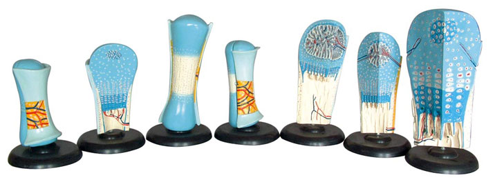 �ǰl��ģ�ͣ�7������