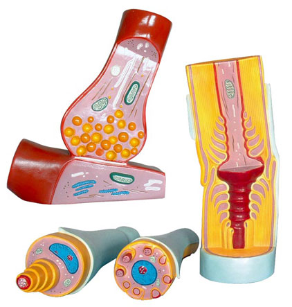 ��Ԫͻ�|�����w�S�Y��ģ��