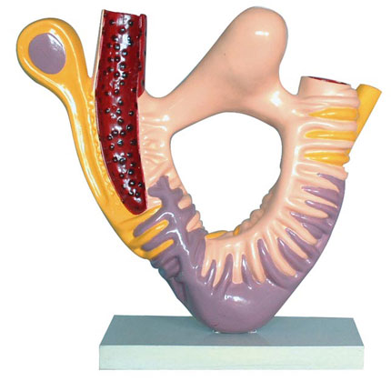 �IС�w�㼚���ĳ�΢�Y��