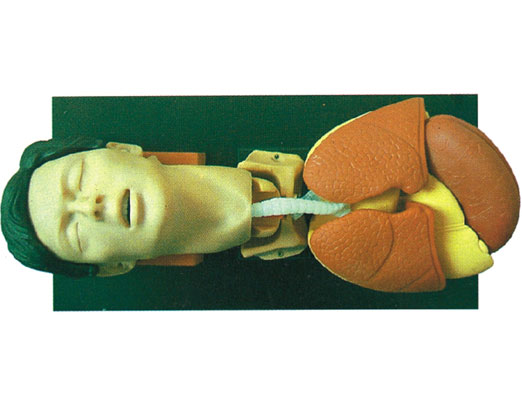 ���˚�ܲ��Ӗ������ģ��