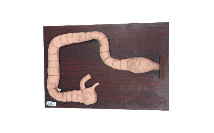 心肺復蘇模擬人